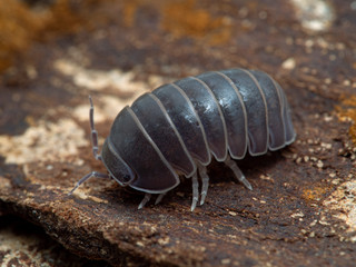 P1010080 Oak-woodland pillbug, Armadillo officinalis, Greek cECP 2010