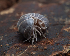 P1010079 Oak-woodland pillbug, Armadillo officinalis, uncurling cECP 2010