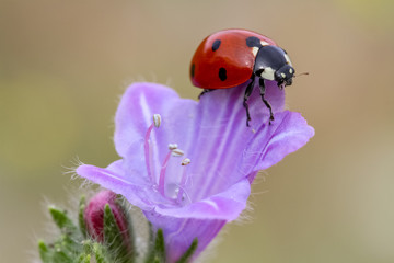 ladybug on flower © mehmetkrc