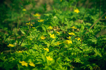 Blossoming Yellow Flowers in Spring Forest