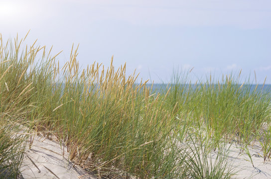 Summer Grass on Sandy Dune Coast © TS_media