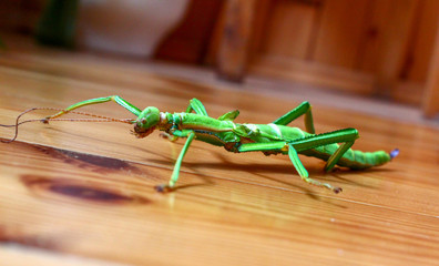 Stick insect is crawling around the table and looking for where to hide. Insect crawls on wooden furniture.