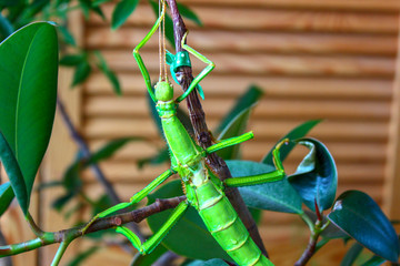 A beautiful green stickhouse sits on a green tree and disguises itself. Insect stick masked on a...