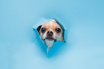 Portraite of cute puppy chihuahua climbs out of hole in colored background. Little smiling dog on bright trendy blue background. Free space for text.