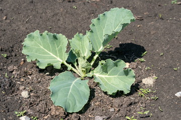 Naklejka premium A healthy seedlings of white cabbage are planted in the ground on a bed.