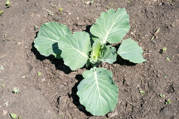 A young seedling of white cabbage is planted in the ground in a vegetable garden.