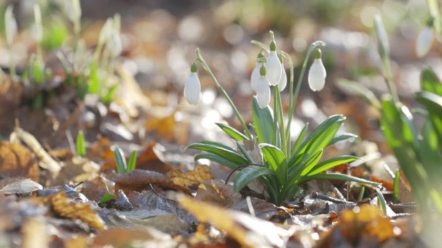 Tender spring flowers snowdrops harbingers of warming symbolize the arrival of spring. White blooming snowdrop folded with water. Spring sunny day in the forest. Light breeze, motion video