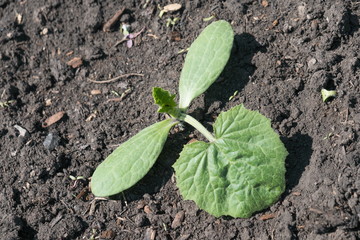 A young sprout of a white vegetable marrow grows on a bed in a vegetable garden.