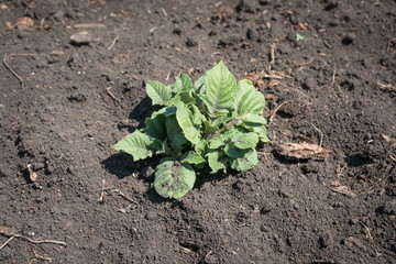 Strong sprouts of potatoes hatch from the ground in a vegetable garden.
