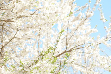 branches of blooming white cherry on a background of blue sky