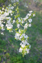 branches of blooming white cherry 