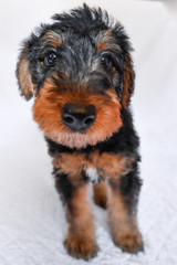 Airedale Terrier dog - puppy 6 weeks old.