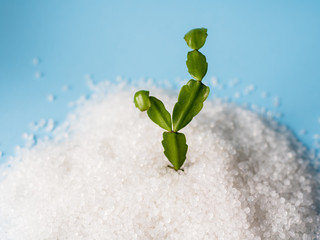 Fresh plant growing from bio polymer granules, compostable plastic. biodegradable plastic....
