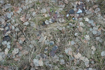  fallen leaves