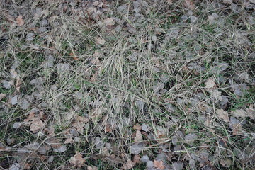  winter leaves on the grass