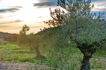Olive tree