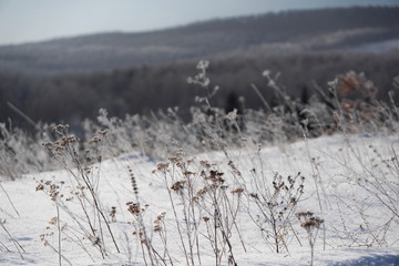 The dried meadow yarrow flowers are covered with ice crystals in a snowdrift against the backdrop of forest mountains.