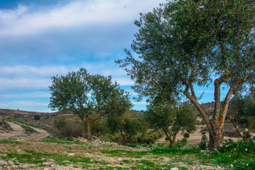 olive trees