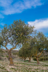 Fototapeta premium olive tree with olives and leaves