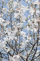 branch of a tree in spring