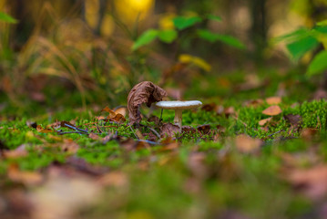 Russula forest mushrooms closeup photographed in the autumn forest.