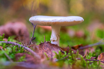 Russula forest mushrooms closeup photographed in the autumn forest.