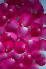 Lots of pink rose petals. The view from the top. Background, postcard, romance, wedding invitation.