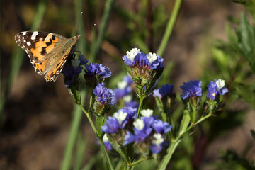Painted Lady butterfly (Vanessa Cardui), wings opened, feeding pollen, collects nekrar from white...