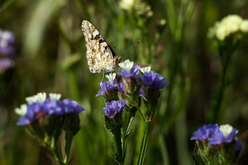 Painted Lady butterfly (Vanessa Cardui), wings opened, feeding pollen, collects nekrar from white and blue flowers (Limonium). Butterfly with wings, top view, summertime background