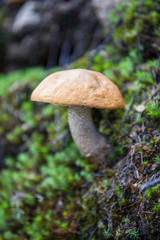 Alaskan Mushroom 1