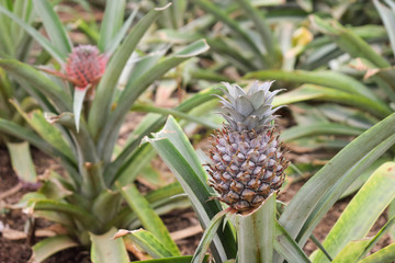 Growing ananas plant close up, pineapple plantation