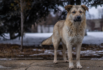 Naklejka premium Homeless dog on the street
