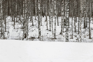 Fototapeta premium landscape of snow on birch tree forest on mountain 
