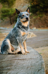 Australian Cattle Dog sitting on a wood bench in a natural environment