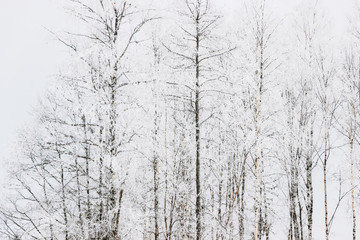 Fototapeta na wymiar white snow on birch tree branches in forest 