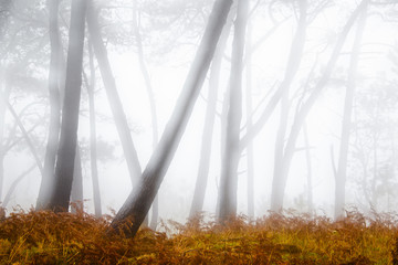 Close-up of trees in misty morning, Madeira.
