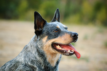 Australian Cattle Dog portrait with tongue out