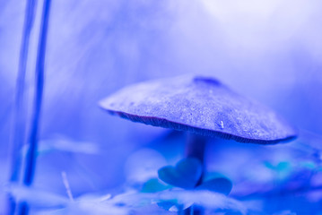Forest mushrooms photographed in close-up in a neon light.