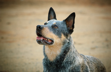 Australian Cattle Dog portrait looking up