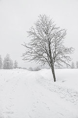 winter landscape of trees in white snow field in countryside 