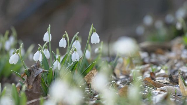 Tender spring flowers snowdrops harbingers of warming symbolize the arrival of spring. White blooming snowdrop folded or Galanthus plicatus with water drops. Spring sunny day in the forest. Light bree