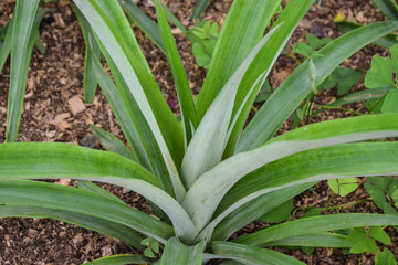 Obraz premium Pineapple plants in a greenhouse, agriculture, exotic fruits