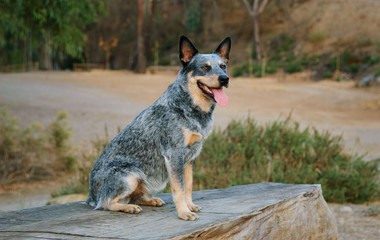 Australian Cattle Dog sitting on wood bench outside