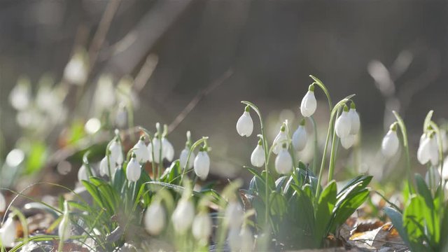 Tender spring flowers snowdrops harbingers of warming symbolize the arrival of spring. White blooming snowdrop folded or Galanthus plicatus with water drops. Spring sunny day in the forest.
