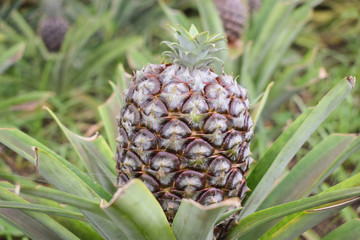 Growing ananas plant close up, pineapple plantation