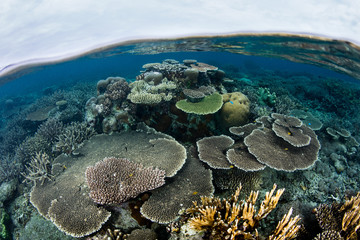 Healthy coral reefs fringe remote limestone islands amid Raja Ampat, Indonesia. This amazing region...
