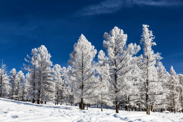 The Altai mountains on a sunny frosty winter day. Altai Republic, Western Siberia, Russia
