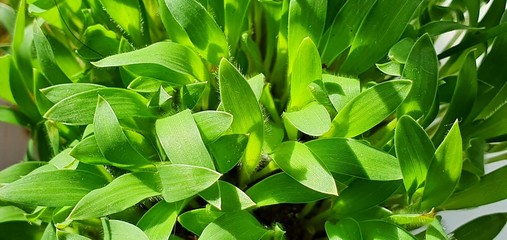 Young fresh green sprouts of wheat grow on an agricultural field