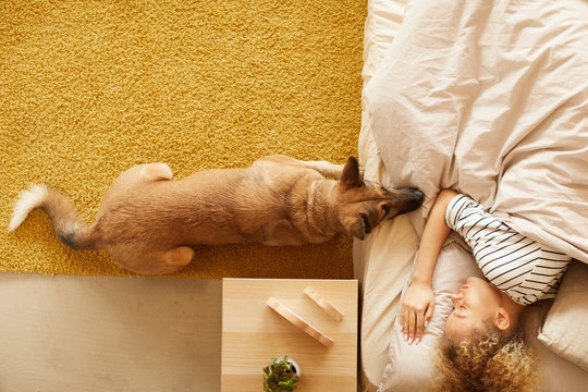 High angle view of German shepherd lying near the owner while woman lying in her bed and sleeping