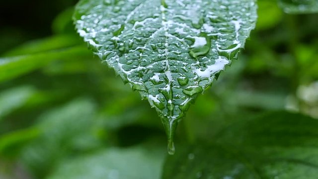 A rain drops on green leaf, macro close up. HD